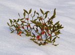mistletoe with red berries